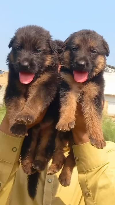 German Shepherd Pair | German Shepherd Long Coat Puppies For Sale