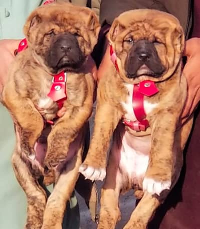 afghan kochi dog / afghan kochi pair / security dog for sale