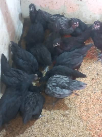 Heritage Australorp