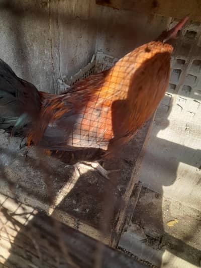 desi murga age10 month