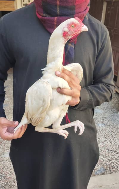 heera aseel madi available for sale