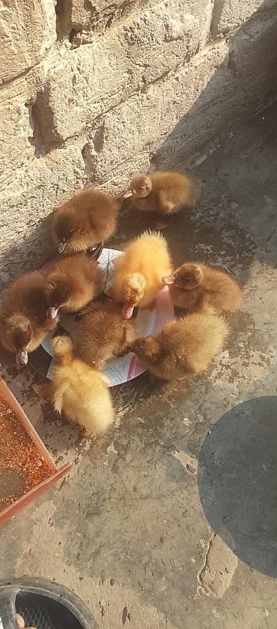 Khaki camble chicks  and egss