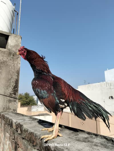 Pure Mianwali Zair Dum Red 03700539783 Whatsapp