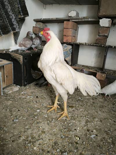 Aseel | heera aseel | white aseel | paper white aseel  murgha