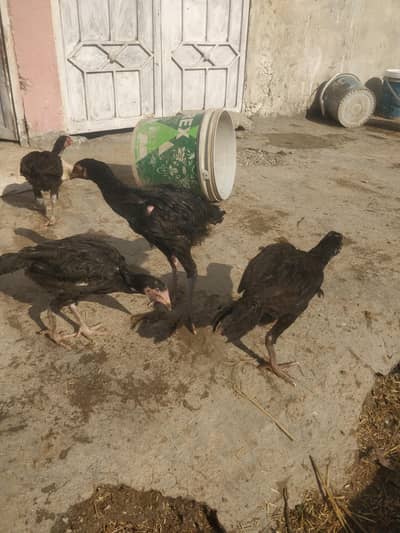 aseel black chicks