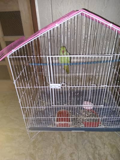 green parrot for sale with cage