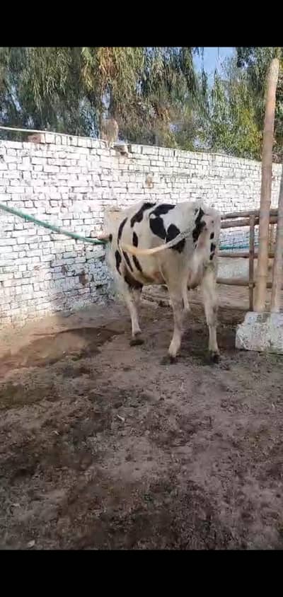 COMPLETE FARM ONLY COW5 Cows  (30LAKH] / gayain  /  / 32 lAjkh only