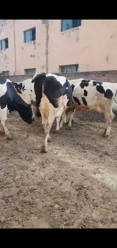 27 lakhh COMPLETE FARM ONLY COW 5 Cows  (27/ gayain  /