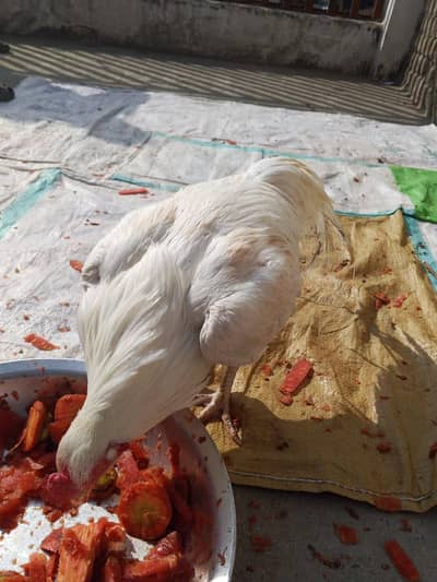 Aseel heera (urgent sale)