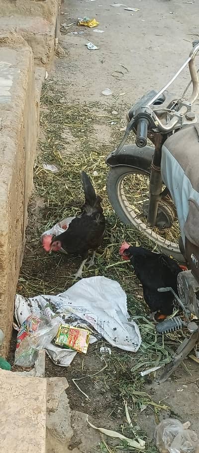 Assel Cross Eggs lying Hens 4