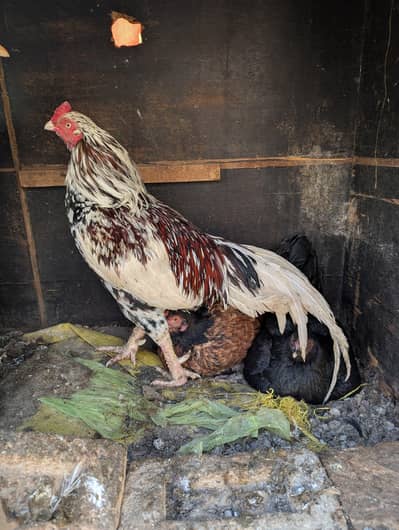 cheena murgha , 03125544226 price final hai