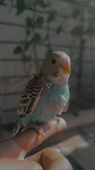 Handtamed Australian Budgie For Sale
