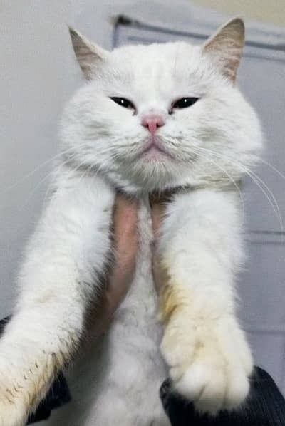 British shorthair Male Cat