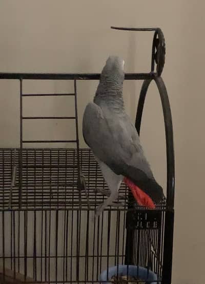 African grey Parrot