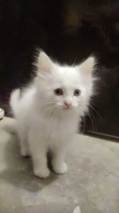 two Persian cat baby