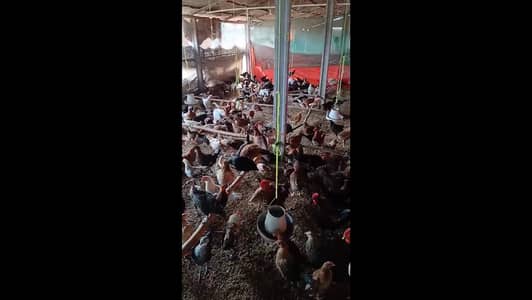 Urgently seling Golden Silver Cocks