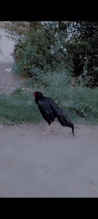 high quality aseel lasani morga