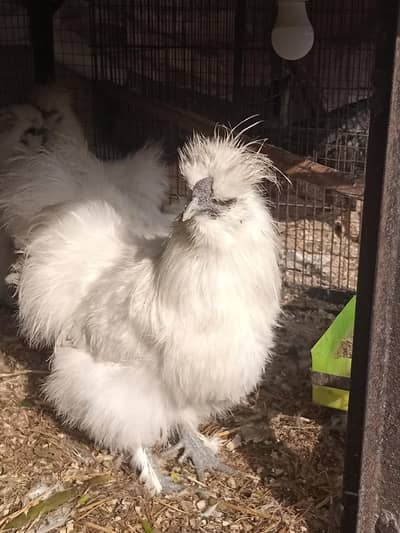 silkie chicken male female ready to lay eggs chicks 03008076142