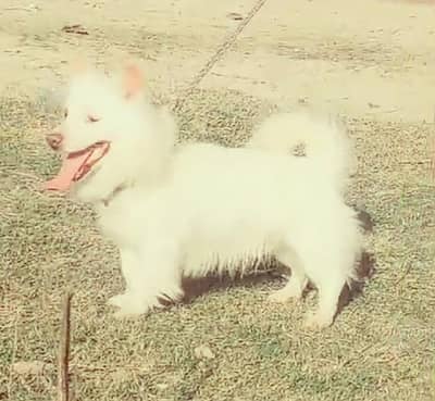 o siez russain female  for sale