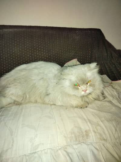 Persian Cat