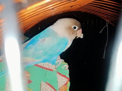 Best 3 healthy lovebirds