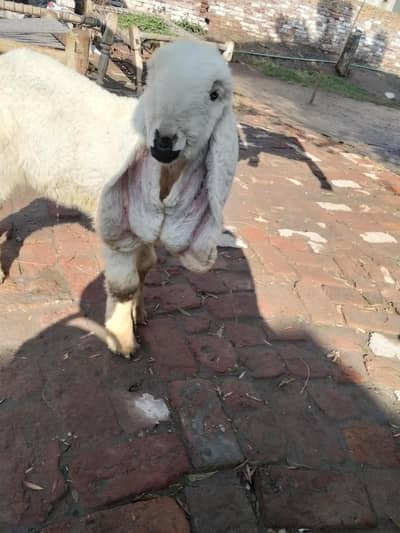 sheep Kajla | 0300-0091606
