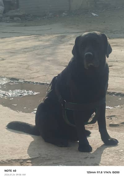 Labrador pure Breeder Blood line