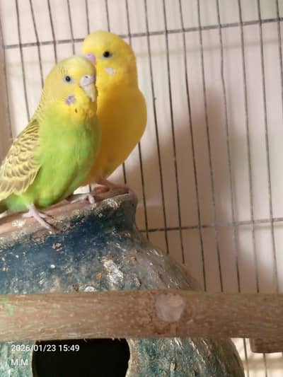 Budgie pair . lutino pair. albino pair. dove pair . coctail pair