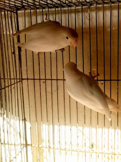 Budgie pair . lutino pair. albino pair. dove pair . coctail pair