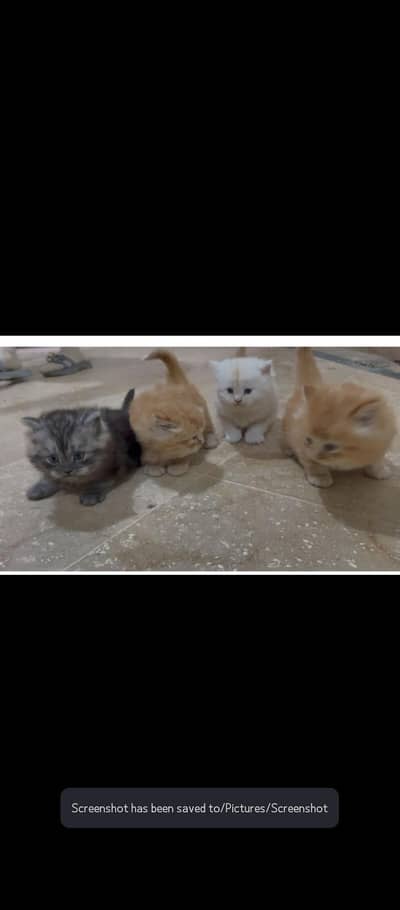persian kittens triple coated