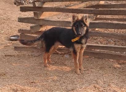 beautiful German shepherd female