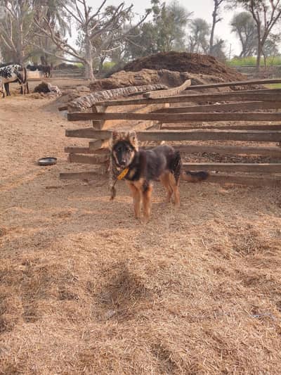 beautiful German shepherd female