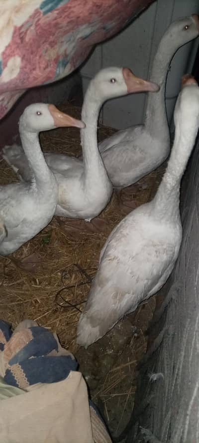 4 ducks white 3 male and 1 female