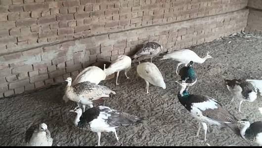 Black shoulder Male | White madi | Moor | Green shoulder | For sale