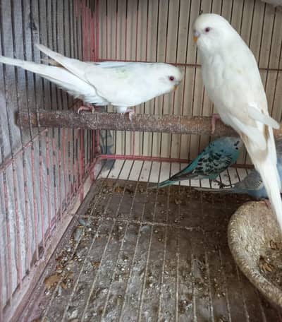 adult red eye budgie