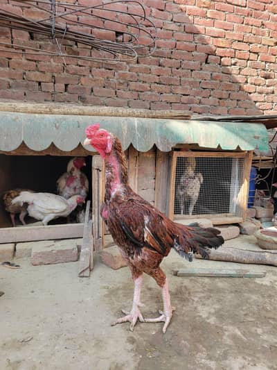 Aseel set up for sale