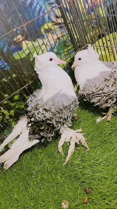frill back fancy pigeons imported blood line