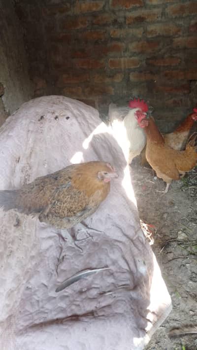 Desi Misri 3 Murghyan aur 1 Murgha for Sale