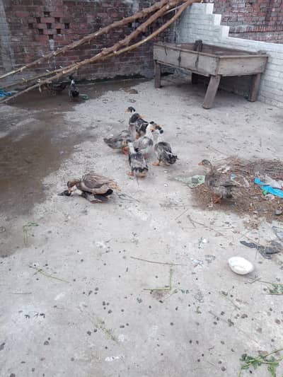 Egg laying Ducks / Batakh for sale