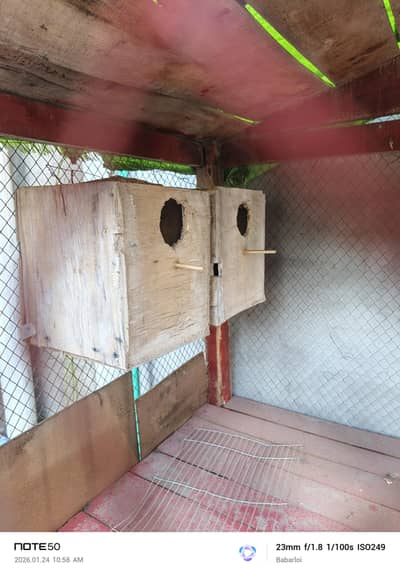 parrot breeding box home making