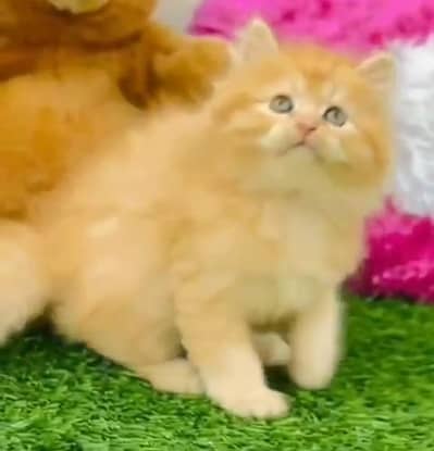 Quality Persian Punch Face Cats & Kittens 03094016734 WhatsApp