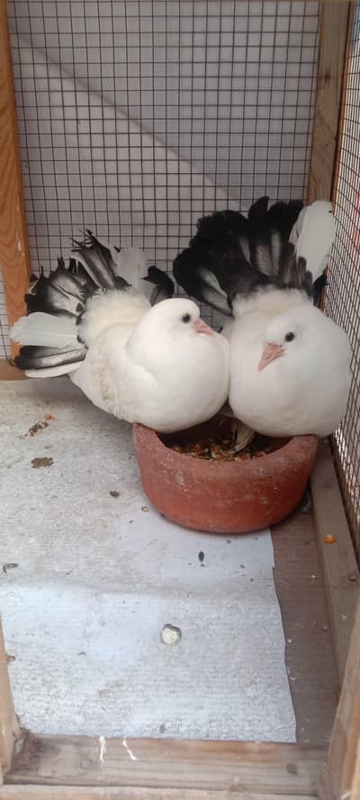 4 Chicks 2 White 2 lucky black tail