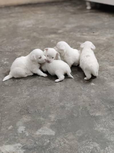 Triple code Russian puppies