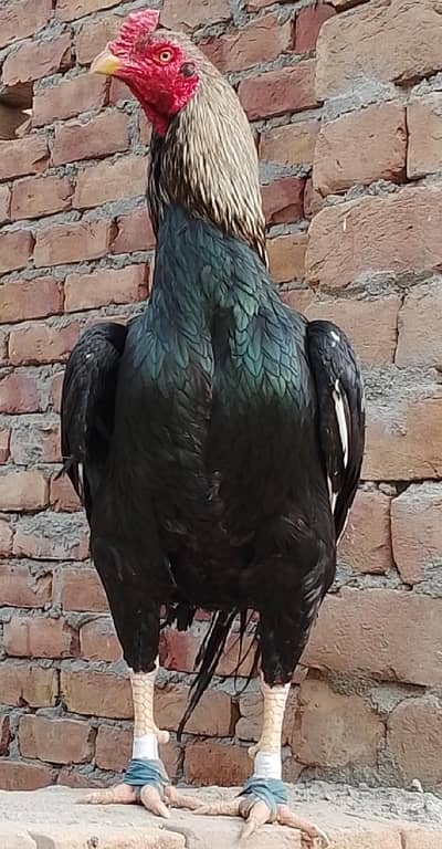 out class aseel breeder one eye