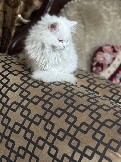 Persian Female cat tripple coat fully vaccinated
