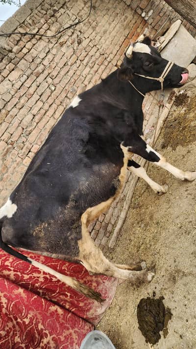 farmi cow  for sell