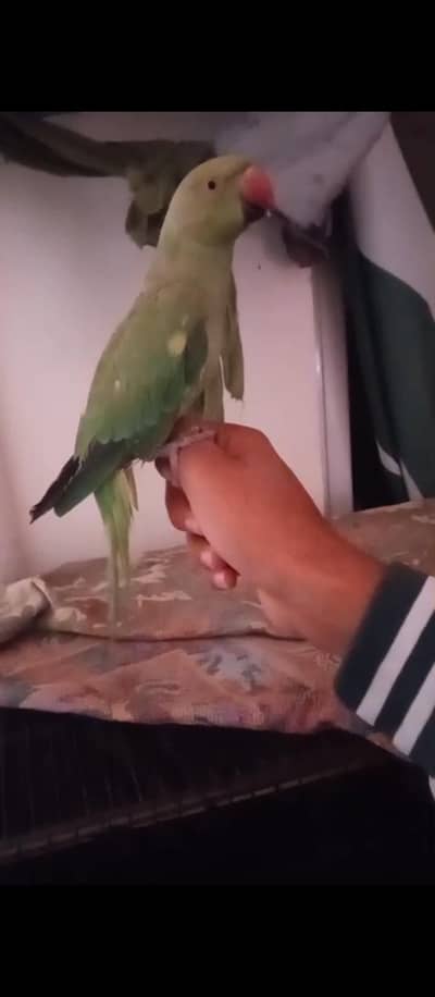 hand tame ringneck female