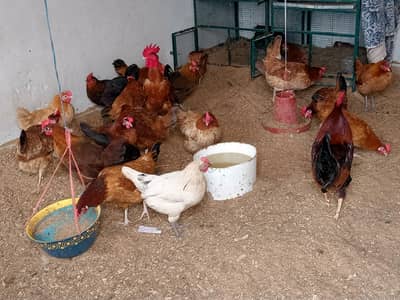 (desi hen) (egg lying hens) desi murgiyan ( 22) desi murge  (2)