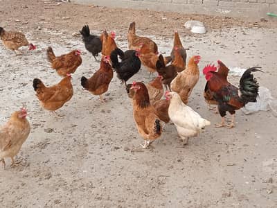 (desi hen) (egg lying hens) desi murgiyan ( 8) desi murge  1
