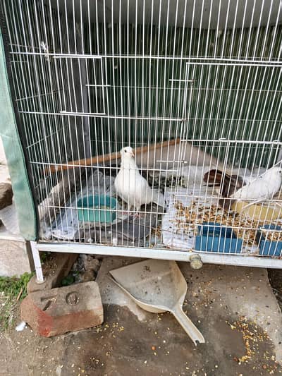 2 pair or 1 male with 4/3ft cage for sale